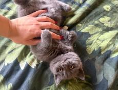 Чистокровные британские котята!