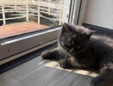 Чистокровные британские котята!