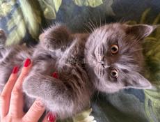 Чистокровные британские котята!