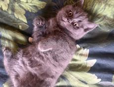 Чистокровные британские котята!