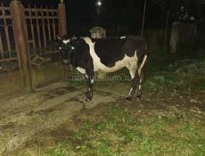 Продаётся тёлка 