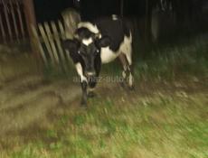 Продаётся тёлка 