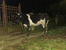 Продаётся тёлка 