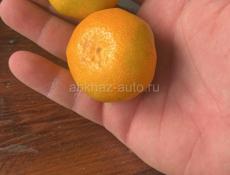 Продам мандарины 