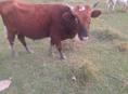 Продам быка