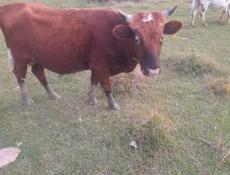 Продам быка