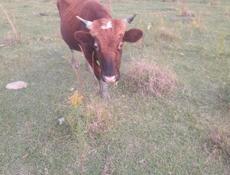 Продам быка