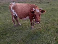 Продам корову