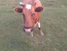 Продам корову