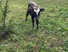 Продаётся молодой бычок