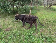 Продаётся молодой бычок