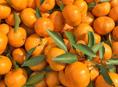 ПРОДАЮ МАНДАРИНЫ.