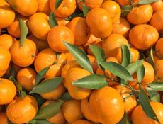 ПРОДАЮ МАНДАРИНЫ.