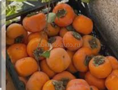 Продам хурму плоскую собранную 