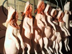 Готовые поросята и индюки