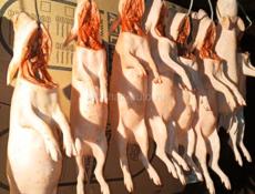 Готовые поросята и индюки