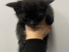 Отдам котят