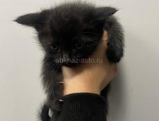 Отдам котят