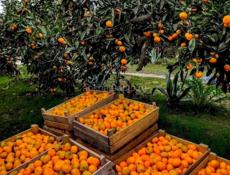 Собираем мандарины с ящика 250р