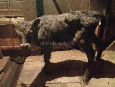 Продается теленок