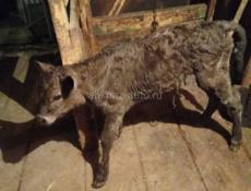 Продается теленок