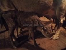 Продается теленок