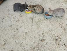 Отдам котят 