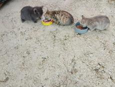 Отдам котят 