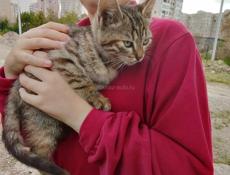 Отдам котят 