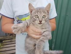 Отдам котят 