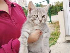 Отдам котят 