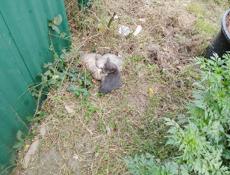 Отдам котят 