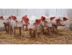 Хрюшки . Цена договорная