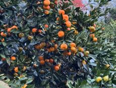 Мандарины,в большом количестве (самосбор и самовывоз)