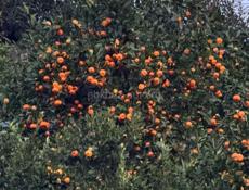 Мандарины,в большом количестве (самосбор и самовывоз)