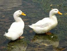 Требуется человек за присмотром дома в деревне