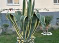 Продаются агавы 