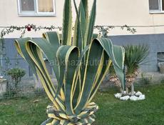 Продаются агавы 