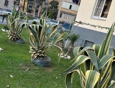 Продаются агавы 