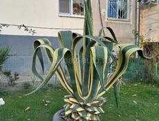 Продаются агавы 