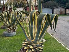 Продаются агавы 