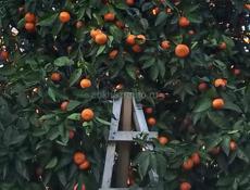 Пойдём на сбор мандарин 🍊 