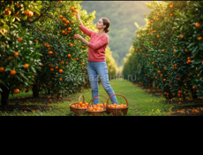 Сборщик мандарин своя бригада 8 человек 2 грузчика