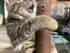 Котенок в добрые руки