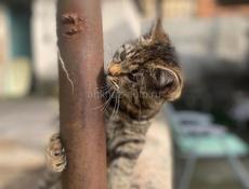 Котенок в добрые руки