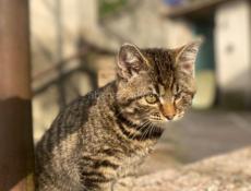 Котенок в добрые руки 