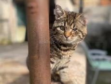 Котенок в добрые руки