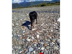 Продается срочно бычок