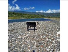 Продается срочно бычок