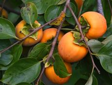 Куплю хурму